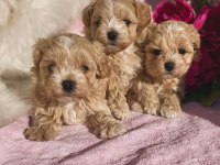 Maltipoo Saf En Küçük Boy Yavrularımız