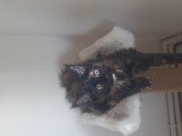 Maine coon Tortie