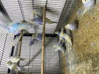 RAİNBOW MUHABBET KUŞU YAVRULARI