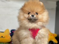 Sevimli Pomeranian Boo Yavrularımız
