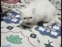 ücretli sahiplenme 1 yasında dişi persian