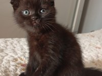 Çikolata british shorthair erkekler