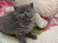 British longhair prens ve prenslerimiz rezerveye açıktır
