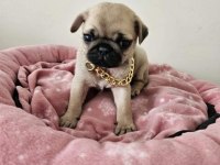 Sıfır Burun Gül Kuyruk Pug