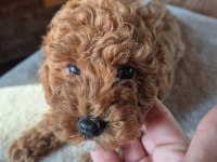 Safkan toy poodle yavrumuz
