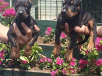 Sağlık Ve Irk Garantili Doberman Yavrularım