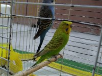 Jumbo muhabbet çift