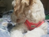 12 aylık kimlik dişi maltipoo
