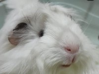 Dişi Guinea pig