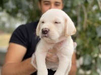 2 aylık Labrador yavrularımız