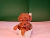 A Kalite Teacup Poodle Bebeklerimiz