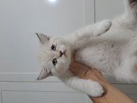 Scottish Fold Oyuncu Yavrular