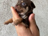 Renk renk chihuahua bebekler