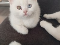 BRİTİSH YAVRULAR