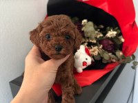 TEACUP TOY POODLE YAVRULAR