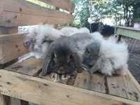 Safkan Hollanda lop tavşan yavruları
