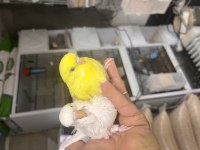 Jumbo ele alıştırmalık muhabbet kuşu yavrular