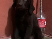 Labrador bebekler