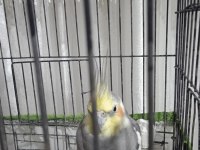 Grey erkek 9 aylık sultan papağanı