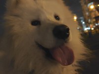 SAMOYED SÜS KÖPEĞİ 9 AYLIK
