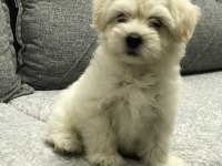 Maltese köpüş