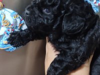 Siyahın En Zarif Hali Poodle