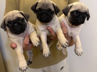 Erkek 3 Pug Yavrumuz