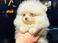 Bembeyaz mavi gözlü dişi pomeranian boo