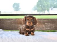 UZUN TÜYLÜ CHOCOLATE AND TAN AŞILI DACHSHUND BEBEKLER
