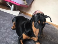 4 Aylık Doberman Yavrusu
