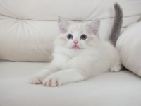 Full şecereli ragdoll yavruları