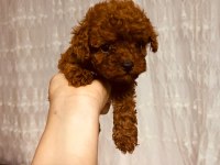 Adana Safkan Toy Poodle Ve Kore Poodle