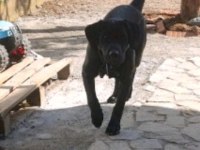 Tüm aşıları tam köpeğimiz çipi kimliği pasaportu var