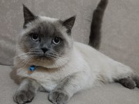 Kedimiz 1 yaşında olup british shorthair point erkektir