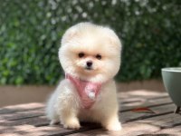 Premium Güzellik Orjinal Pomeranian Boo Köpeği