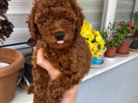 Tüy dökmeyen aşılı ve pet eğitimli poodle yavrum