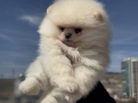 Çok özel tea cup pomeranian yavrular ziyarete açık