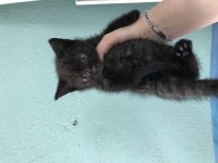 47 günlük yavru kedi
