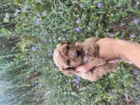 Toy Poodle Yavrularımız İçin Ulaşın