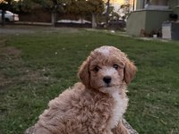 TOY POODLE AYARINDA MALTİPO OĞLUMUZ