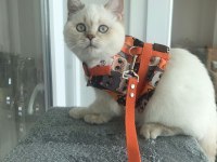 British Shorthair 4,5 aylık