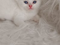 Bursa Golden British shorthair Yavrular Acil Sahiplendirme