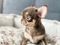 Eşsiz Güzellikte Safkan Chihuahua Yavrularımız