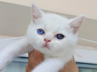 Dişi british shorthair