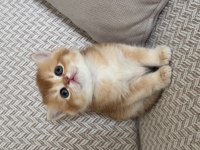 Show kalite golden british shorthair yavrular