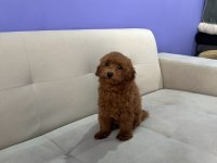 4 Aylık Poodle Uyguna Verilecektir