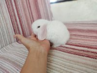 Cüce lop miniatür lop cüce tavşan çiftliği