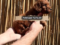 RED BROWN TOY POODLE