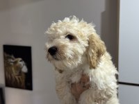 Wc eğitimli aşılı pasaportlu maltpoo yavrularımız