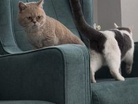Munchkin Kısa Bacak Aktif Tecrübeli Erkek